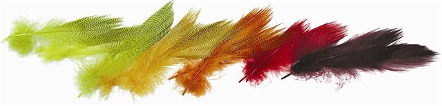 WAPSI Mallard Barred Flank Large select